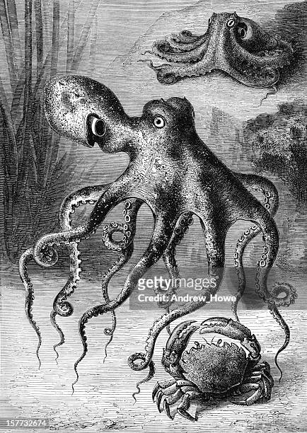 octopus engraving - vintage octopus stock illustrations