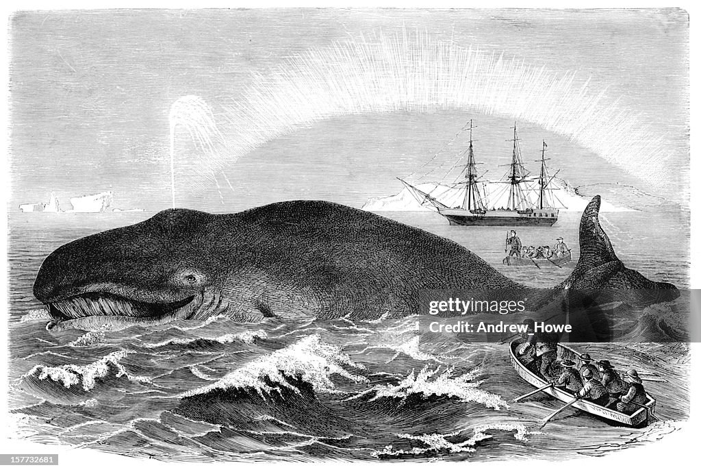 Baleia caça gravação