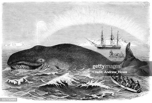 whale hunting engraving - whales 幅插畫檔、美工圖案、卡通及圖標