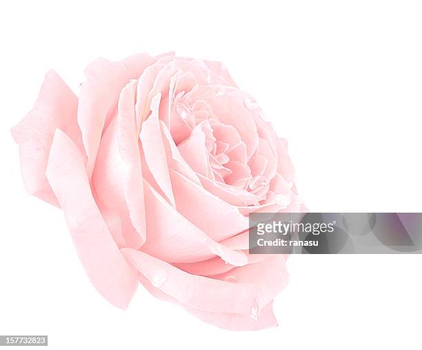 pink rose - pink colour stock pictures, royalty-free photos & images