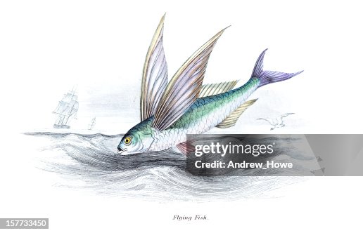 Flying Fish Bitmap Flying Fish High-Res Vector Graphic - Getty Images