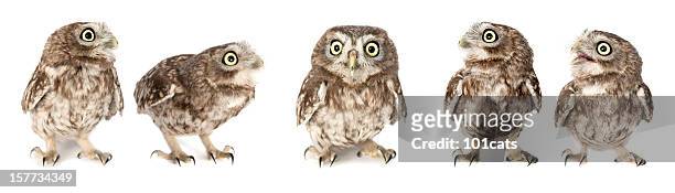 chevêche d'athena - owl photos et images de collection