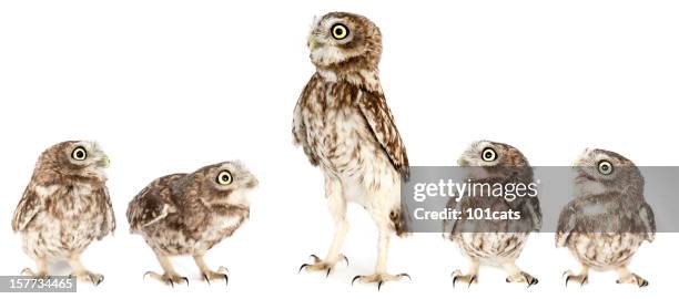 little owl - owl isolated stock pictures, royalty-free photos & images
