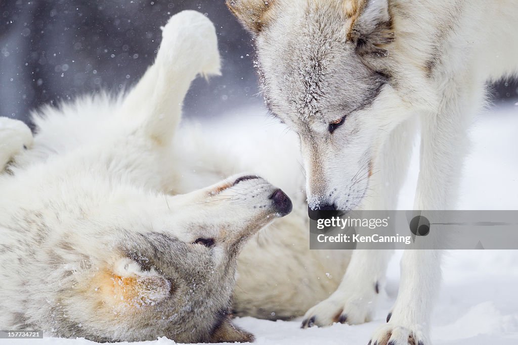 Wolves Greeting