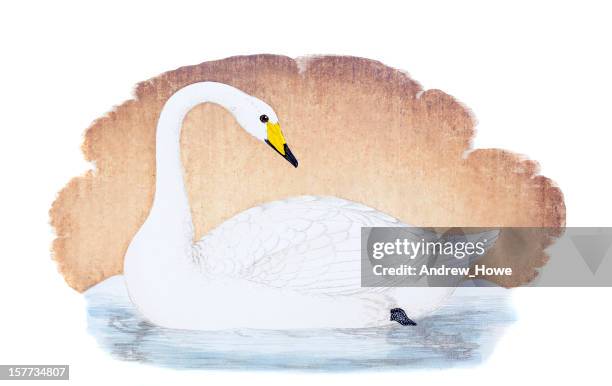 singschwan hand farbigen gravur - schwan stock-grafiken, -clipart, -cartoons und -symbole