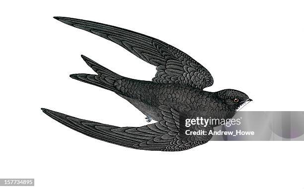 common swift - hand coloured engraving - hand colored stock illustrations