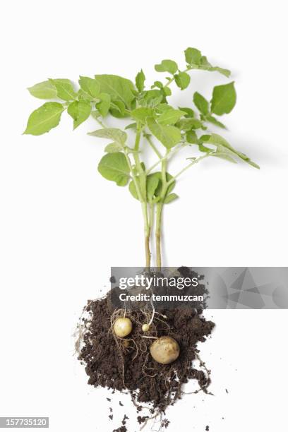 potato plant - rå potatis bildbanksfoton och bilder