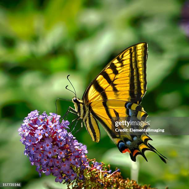 macro butterfly two-tailed swallowtail (papillio multicaudata) on purple flowers - yellow perch bildbanksfoton och bilder