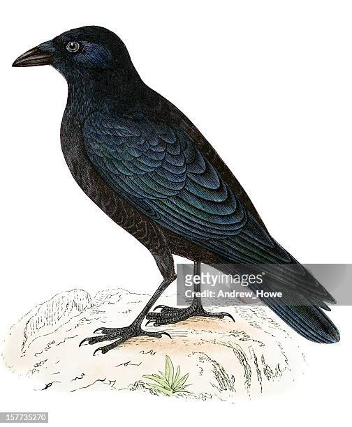 carrion crow - hand coloured engraving - perching stock illustrations