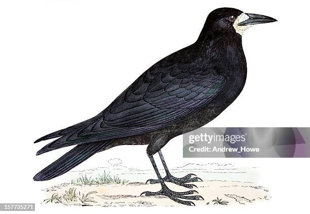 rook - hand coloured engraving - perching stock illustrations