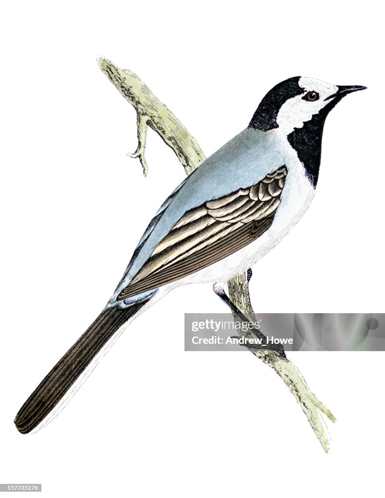 White Wagtail - Hand Coloured Engraving