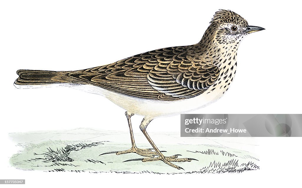 Skylark Hand farbigen Gravur