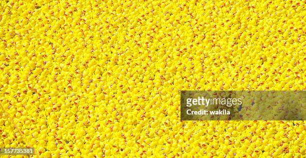 many yellow rubber ducks - quietscheenten background hintergrund - badeend stockfoto's en -beelden