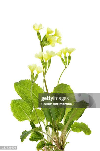 completar primavera de (prímula/prímula veris), isolado a branco - primula veris imagens e fotografias de stock