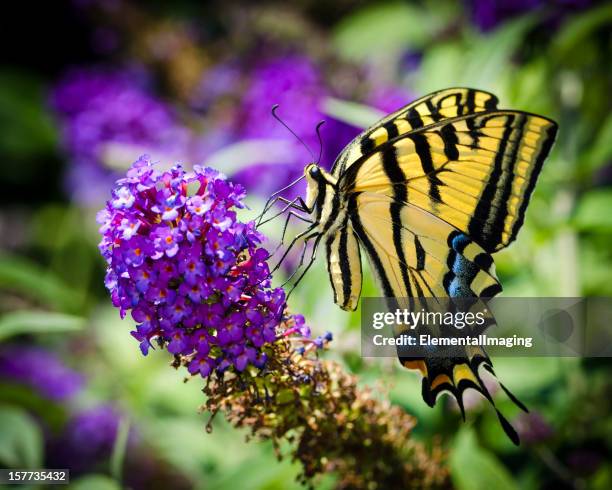 macro butterfly two-tailed swallowtail (papillio multicaudata) on purple flowers - swallowtail butterfly stock pictures, royalty-free photos & images