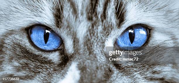 cat's  eyes - animal eye bildbanksfoton och bilder