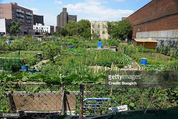 urban farm plot in coney island, new york - urban garden stockfoto's en -beelden