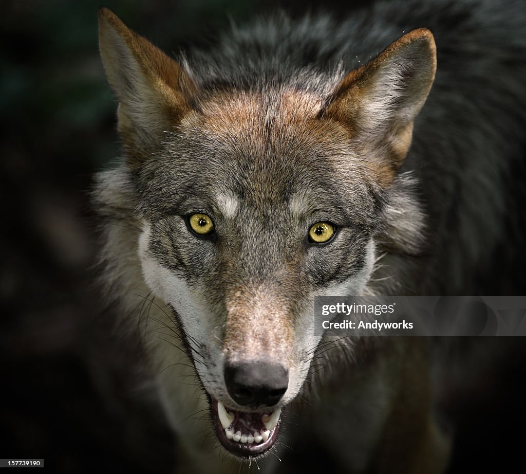 Beautiful Staring Gray Wolf