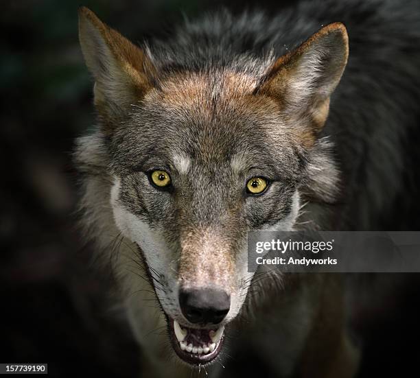 beautiful staring gray wolf - canis lupus lupus stock pictures, royalty-free photos & images