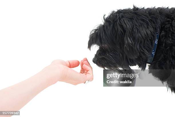 hund sniffs auf menschliche hand - hand streichelt stock-fotos und bilder