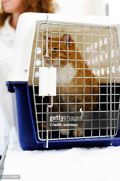 cat in pet carrier - pet carrier stock pictures, royalty-free photos & images