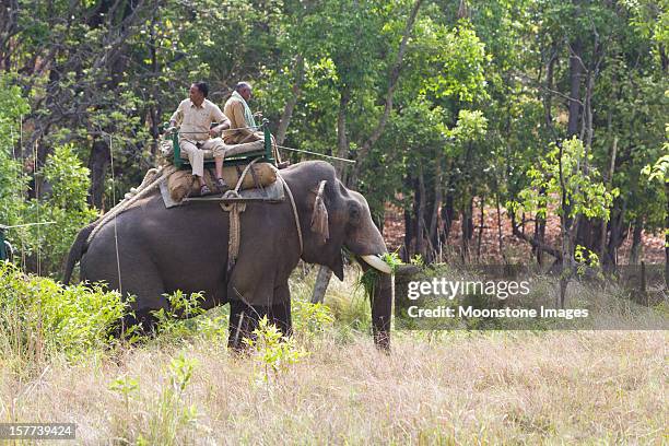 asian elephant in bandhavgarh np, india - bandhavgarh national park stock pictures, royalty-free photos & images