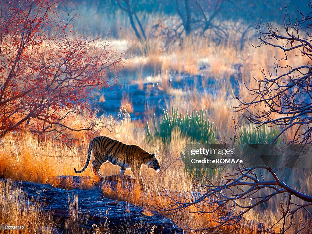 Tiger Land