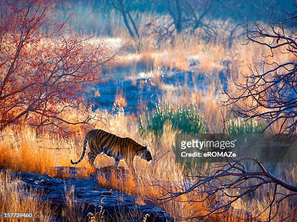tiger country - animals in the wild stock pictures, royalty-free photos & images