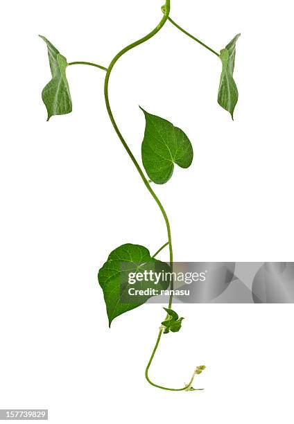 ivy plant, - klimplant stockfoto's en -beelden