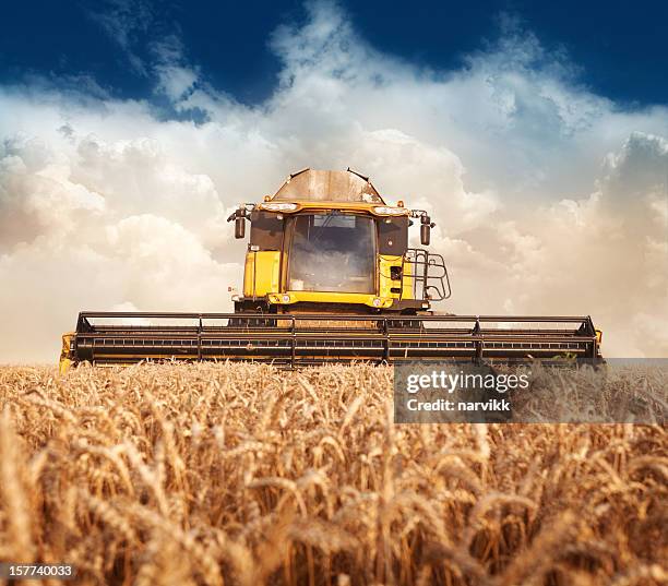 combine working on the field - combine harvester bildbanksfoton och bilder