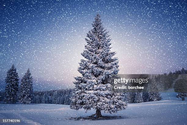 winter tree - blue winter tree stockfoto's en -beelden