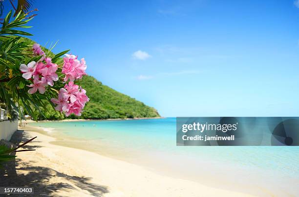 perfekte strand - frangipane stock-fotos und bilder