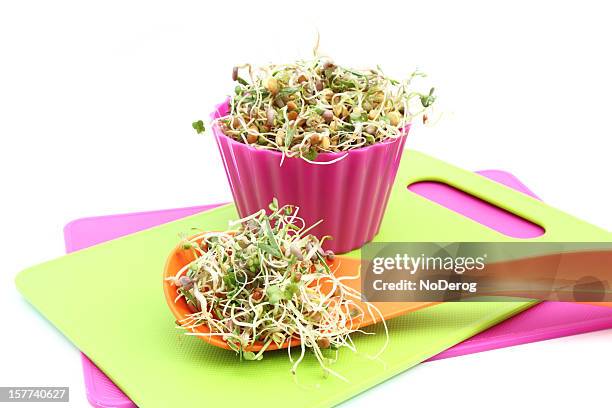 sprouts in colorful containers - mung bean stock pictures, royalty-free photos & images