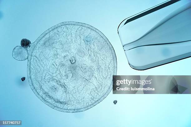 cellula staminale - molecular biology foto e immagini stock