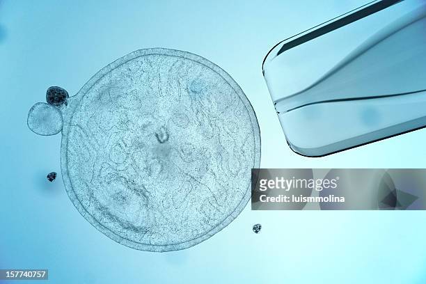 stem cell - human egg stockfoto's en -beelden