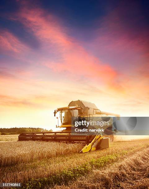 combine working on the wheat field - harvesting vehicle stock pictures, royalty-free photos & images