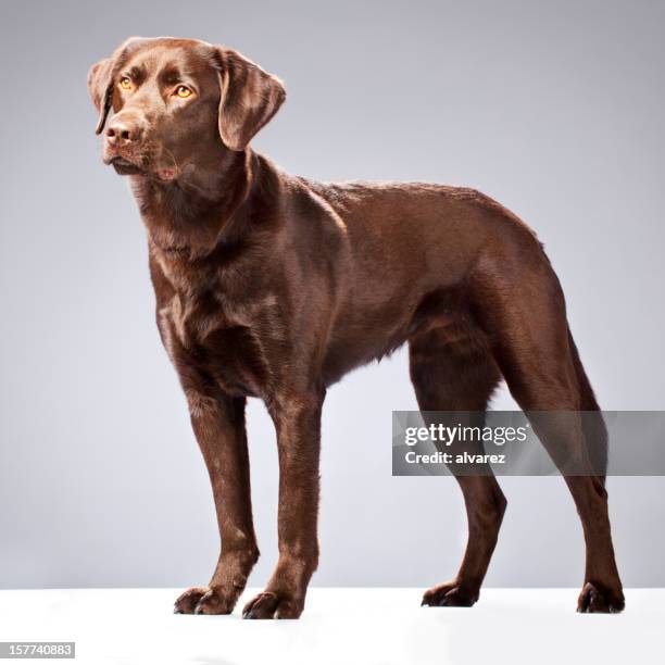 ritratto di un labrador cioccolato - labrador retriever foto e immagini stock