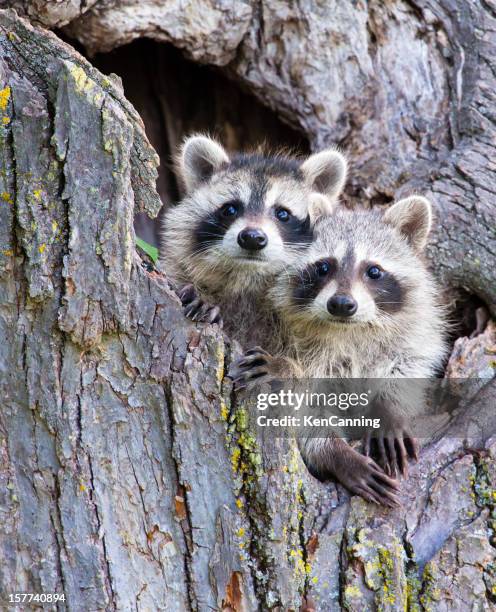 jeune racoons - by racoon on white photos et images de collection