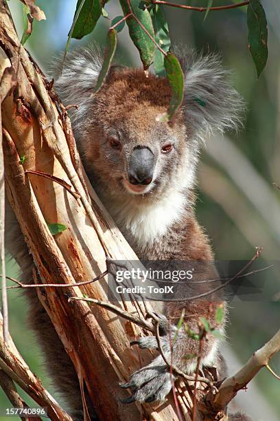 koala - lone-pine-koala-sanctuary stock pictures, royalty-free photos & images