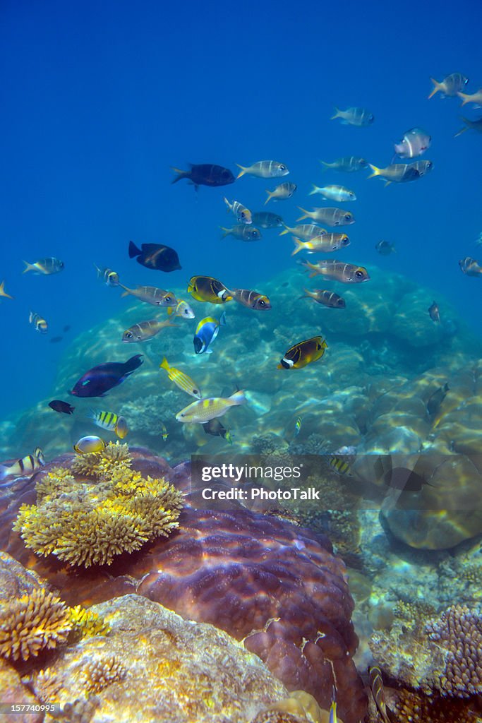 Farbenfrohe Fische und Underwater World