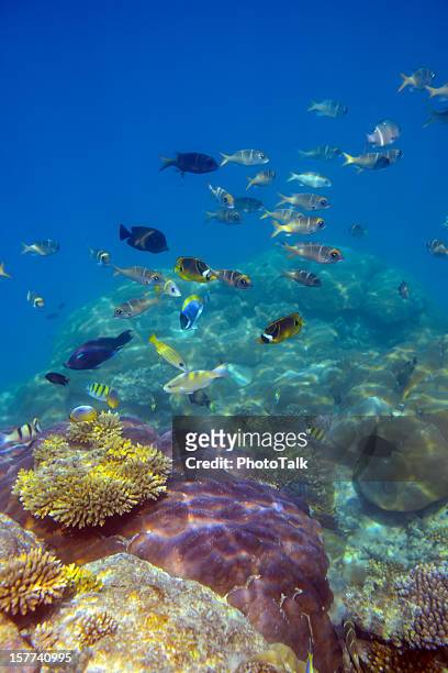 colorful fish and underwater world - sea anemones and corals stock pictures, royalty-free photos & images