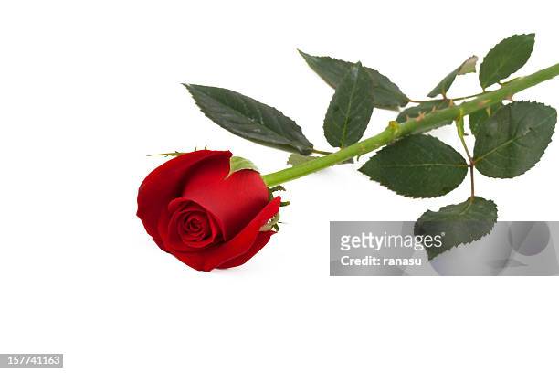 rose petals - doorn stockfoto's en -beelden