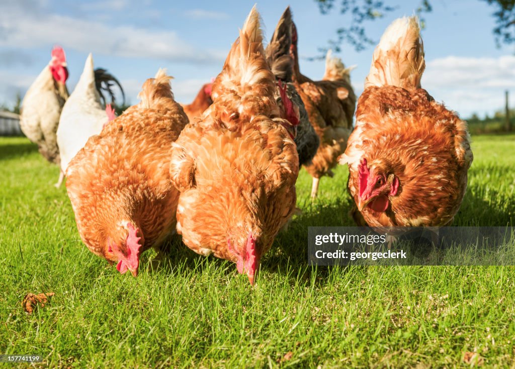 Free Range Hens Feeding