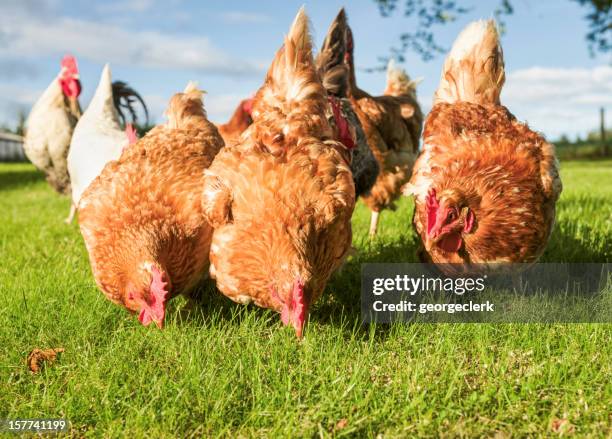 free range hens feeding - chickens in field stock pictures, royalty-free photos & images