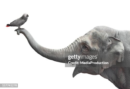 Elefante y loro Elefante y loro