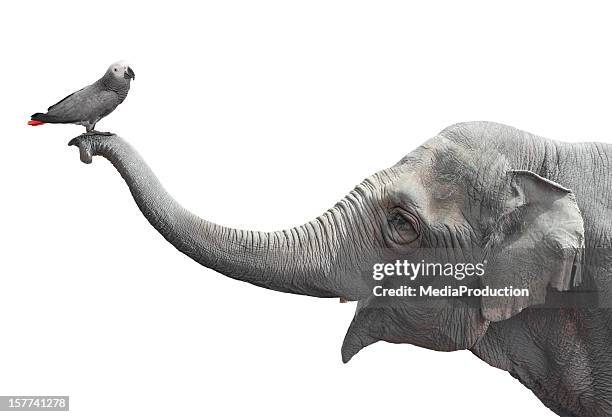 elefante e un pappagallo - elephant bird foto e immagini stock