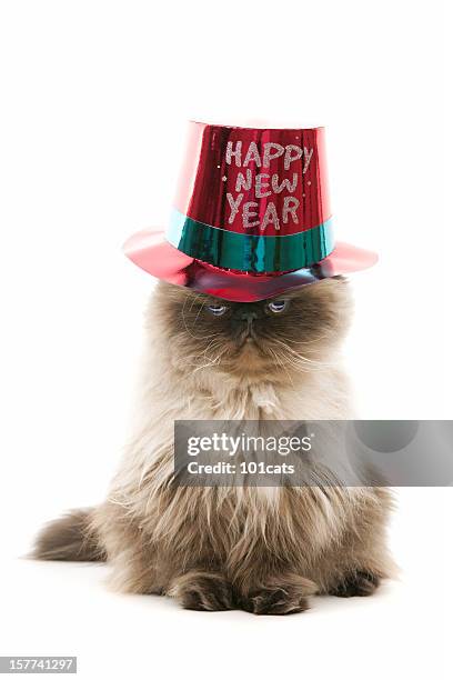 felice anno nuovo - cat with red hat foto e immagini stock