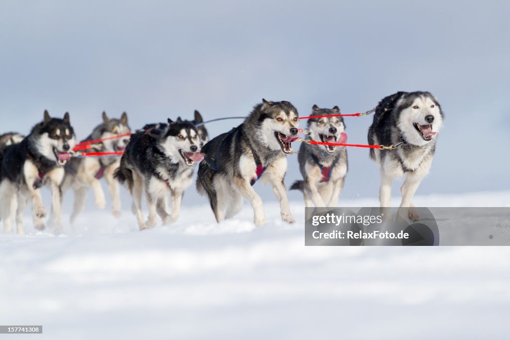 Group of husky sled dogs running in snow