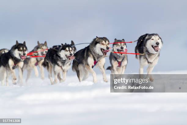 group of husky sled dogs running in snow - dog sledding stock pictures, royalty-free photos & images