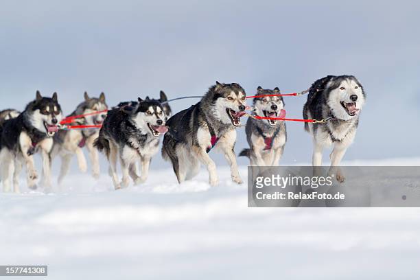 grupo de cães husky de corrida na neve - trenó puxado por cães imagens e fotografias de stock